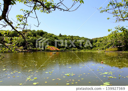 Rengeji Pond Park, Rengeji Pond, Fujieda City, Shizuoka Prefecture, Tokai Region, A paradise of flowers, water, birds, and smiles, Lotus, Iris, Park Rengeji Pond Park, Rengeji Pond, Fujieda City, Shizuoka Prefecture, Tokai Region, A paradise of flowers, water, birds, and smiles, Lotus, Iris, Park 139927369
