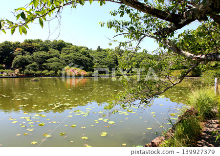 蓮華寺池公園,蓮花寺池,靜岡縣藤枝市,東海地區,花、水、鳥、笑的天堂,蓮花、鳶尾花,公園 蓮華寺池公園,蓮花寺池,靜岡縣藤枝市,東海地區,花、水、鳥、笑的天堂,蓮花、鳶尾花,公園 139927379