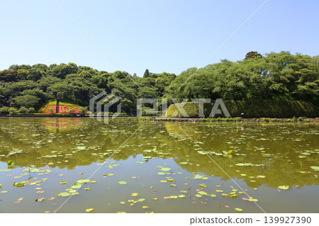 蓮華寺池公園,蓮花寺池,靜岡縣藤枝市,東海地區,花、水、鳥、笑的天堂,蓮花、鳶尾花,公園 蓮華寺池公園,蓮花寺池,靜岡縣藤枝市,東海地區,花、水、鳥、笑的天堂,蓮花、鳶尾花,公園 139927390