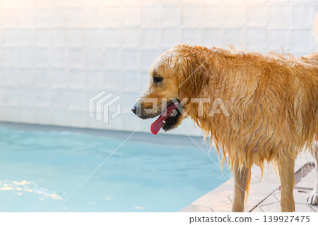 水邊一隻全身濕透的金毛尋回犬 139927475