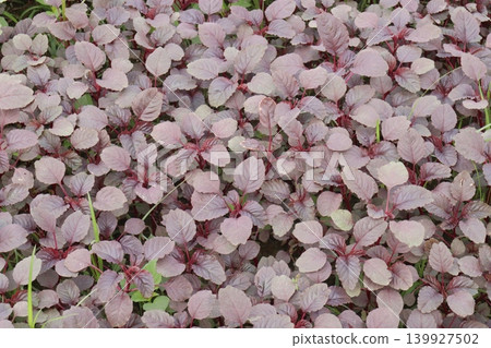 Red amaranth spinach plant on farm Red amaranth spinach plant on farm 139927502