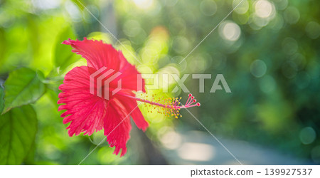 Red hibiscus flower green bokeh wider stunning macro breathtaking exotic botanical nature closeup soft sunlight floral beauty blossom outdoor garden background wallpaper tropical romantic passionate Red hibiscus flower green bokeh wider stunning macro breathtaking exotic botanical nature closeup soft sunlight floral beauty blossom outdoor garden background wallpaper tropical romantic passionate 139927537