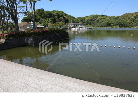 Rengeji Pond Park, Rengeji Pond, Fujieda City, Shizuoka Prefecture, Tokai Region, A paradise of flowers, water, birds, and smiles, Lotus, Rengejiike Rengeji Pond Park, Rengeji Pond, Fujieda City, Shizuoka Prefecture, Tokai Region, A paradise of flowers, water, birds, and smiles, Lotus, Rengejiike 139927622