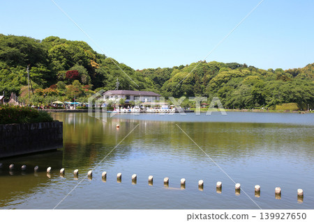 蓮華寺池公園,蓮華寺池,靜岡縣藤枝市,東海地區,花、水、鳥、笑的天堂,蓮花,蓮花池 蓮華寺池公園,蓮華寺池,靜岡縣藤枝市,東海地區,花、水、鳥、笑的天堂,蓮花,蓮花池 139927650