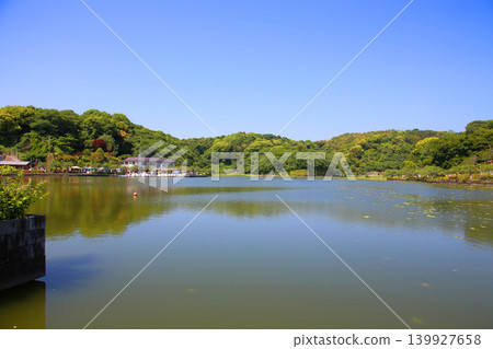 蓮華寺池公園,蓮華寺池,靜岡縣藤枝市,東海地區,花、水、鳥、笑的天堂,蓮花,蓮花池 蓮華寺池公園,蓮華寺池,靜岡縣藤枝市,東海地區,花、水、鳥、笑的天堂,蓮花,蓮花池 139927658