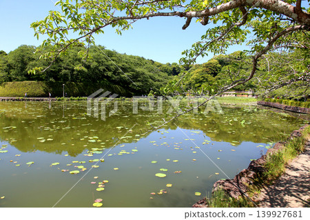 Rengeji Pond Park, Rengeji Pond, Fujieda City, Shizuoka Prefecture, Tokai Region, A paradise of flowers, water, birds, and smiles, Lotus, Rengejiike Rengeji Pond Park, Rengeji Pond, Fujieda City, Shizuoka Prefecture, Tokai Region, A paradise of flowers, water, birds, and smiles, Lotus, Rengejiike 139927681