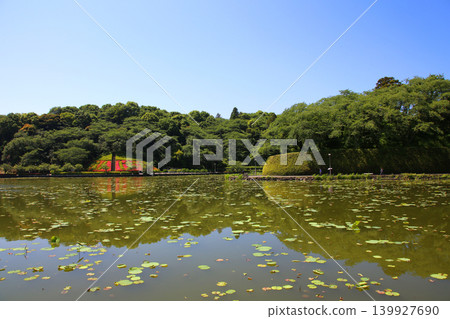 Rengeji Pond Park, Rengeji Pond, Fujieda City, Shizuoka Prefecture, Tokai Region, A paradise of flowers, water, birds, and smiles, Lotus, Rengejiike Rengeji Pond Park, Rengeji Pond, Fujieda City, Shizuoka Prefecture, Tokai Region, A paradise of flowers, water, birds, and smiles, Lotus, Rengejiike 139927690