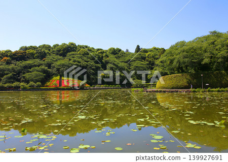 Rengeji Pond Park, Rengeji Pond, Fujieda City, Shizuoka Prefecture, Tokai Region, A paradise of flowers, water, birds, and smiles, Lotus, Rengejiike Rengeji Pond Park, Rengeji Pond, Fujieda City, Shizuoka Prefecture, Tokai Region, A paradise of flowers, water, birds, and smiles, Lotus, Rengejiike 139927691