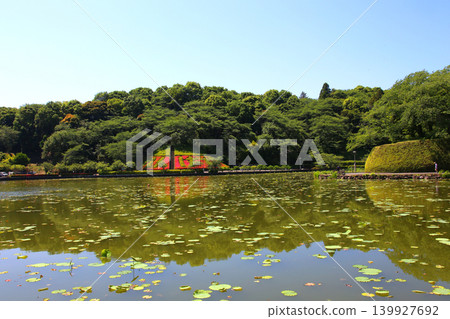 Rengeji Pond Park, Rengeji Pond, Fujieda City, Shizuoka Prefecture, Tokai Region, A paradise of flowers, water, birds, and smiles, Lotus, Rengejiike Rengeji Pond Park, Rengeji Pond, Fujieda City, Shizuoka Prefecture, Tokai Region, A paradise of flowers, water, birds, and smiles, Lotus, Rengejiike 139927692