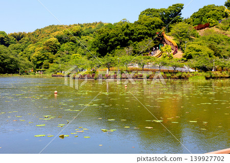 蓮華寺池公園，蓮華寺池，靜岡縣藤枝市，東海地區，花、水、鳥、笑的天堂，蓮花，蓮花池 139927702
