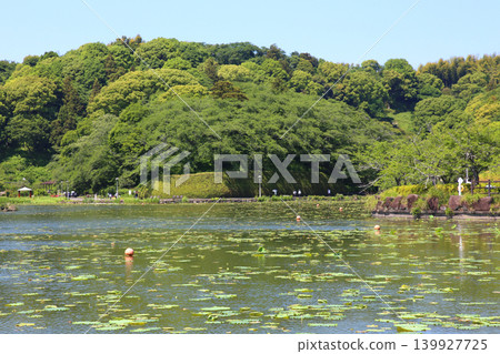 蓮華寺池公園,蓮華寺池,靜岡縣藤枝市,東海地區,花、水、鳥、笑的天堂,蓮花,蓮花池 蓮華寺池公園,蓮華寺池,靜岡縣藤枝市,東海地區,花、水、鳥、笑的天堂,蓮花,蓮花池 139927725