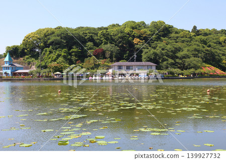 蓮華寺池公園,蓮華寺池,靜岡縣藤枝市,東海地區,花、水、鳥、笑的天堂,蓮花,蓮花池 蓮華寺池公園,蓮華寺池,靜岡縣藤枝市,東海地區,花、水、鳥、笑的天堂,蓮花,蓮花池 139927732