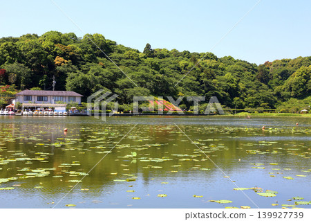 Rengeji Pond Park, Rengeji Pond, Fujieda City, Shizuoka Prefecture, Tokai Region, A paradise of flowers, water, birds, and smiles, Lotus, Rengejiike Rengeji Pond Park, Rengeji Pond, Fujieda City, Shizuoka Prefecture, Tokai Region, A paradise of flowers, water, birds, and smiles, Lotus, Rengejiike 139927739