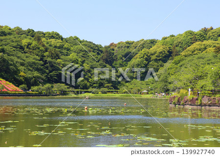 蓮華寺池公園,蓮華寺池,靜岡縣藤枝市,東海地區,花、水、鳥、笑的天堂,蓮花,蓮花池 蓮華寺池公園,蓮華寺池,靜岡縣藤枝市,東海地區,花、水、鳥、笑的天堂,蓮花,蓮花池 139927740