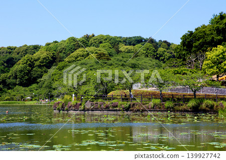 Rengeji Pond Park, Rengeji Pond, Fujieda City, Shizuoka Prefecture, Tokai Region, A paradise of flowers, water, birds, and smiles, Lotus, Rengejiike Rengeji Pond Park, Rengeji Pond, Fujieda City, Shizuoka Prefecture, Tokai Region, A paradise of flowers, water, birds, and smiles, Lotus, Rengejiike 139927742