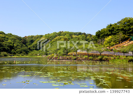 Rengeji Pond Park, Rengeji Pond, Fujieda City, Shizuoka Prefecture, Tokai Region, A paradise of flowers, water, birds, and smiles, Lotus, Rengejiike Rengeji Pond Park, Rengeji Pond, Fujieda City, Shizuoka Prefecture, Tokai Region, A paradise of flowers, water, birds, and smiles, Lotus, Rengejiike 139927743