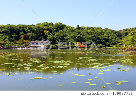 Rengeji Pond Park, Rengeji Pond, Fujieda City, Shizuoka Prefecture, Tokai Region, A paradise of flowers, water, birds, and smiles, Lotus, Rengejiike Rengeji Pond Park, Rengeji Pond, Fujieda City, Shizuoka Prefecture, Tokai Region, A paradise of flowers, water, birds, and smiles, Lotus, Rengejiike 139927751