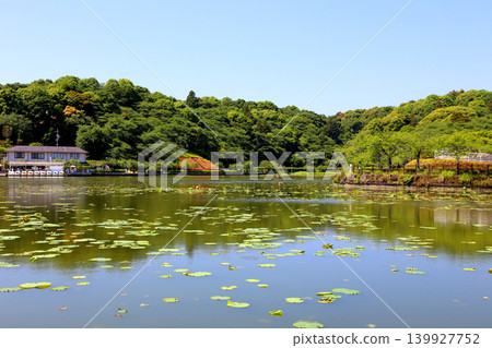 Rengeji Pond Park, Rengeji Pond, Fujieda City, Shizuoka Prefecture, Tokai Region, A paradise of flowers, water, birds, and smiles, Lotus, Rengejiike 139927752