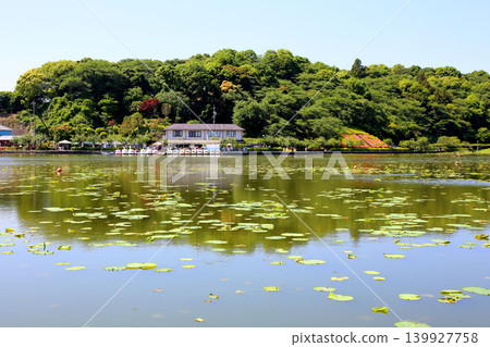 蓮華寺池公園,蓮華寺池,靜岡縣藤枝市,東海地區,花、水、鳥、笑的天堂,蓮花,蓮花池 蓮華寺池公園,蓮華寺池,靜岡縣藤枝市,東海地區,花、水、鳥、笑的天堂,蓮花,蓮花池 139927758