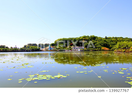 蓮華寺池公園,蓮華寺池,靜岡縣藤枝市,東海地區,花、水、鳥、笑的天堂,蓮花,蓮花池 蓮華寺池公園,蓮華寺池,靜岡縣藤枝市,東海地區,花、水、鳥、笑的天堂,蓮花,蓮花池 139927767