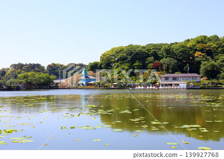 Rengeji Pond Park, Rengeji Pond, Fujieda City, Shizuoka Prefecture, Tokai Region, A paradise of flowers, water, birds, and smiles, Lotus, Rengejiike Rengeji Pond Park, Rengeji Pond, Fujieda City, Shizuoka Prefecture, Tokai Region, A paradise of flowers, water, birds, and smiles, Lotus, Rengejiike 139927768