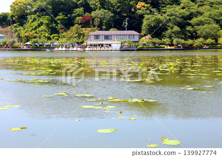 蓮華寺池公園,蓮華寺池,靜岡縣藤枝市,東海地區,花、水、鳥、笑的天堂,蓮花,蓮花池 蓮華寺池公園,蓮華寺池,靜岡縣藤枝市,東海地區,花、水、鳥、笑的天堂,蓮花,蓮花池 139927774
