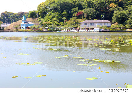 蓮華寺池公園,蓮華寺池,靜岡縣藤枝市,東海地區,花、水、鳥、笑的天堂,蓮花,蓮花池 蓮華寺池公園,蓮華寺池,靜岡縣藤枝市,東海地區,花、水、鳥、笑的天堂,蓮花,蓮花池 139927775