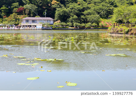 蓮華寺池公園,蓮華寺池,靜岡縣藤枝市,東海地區,花、水、鳥、笑的天堂,蓮花,蓮花池 蓮華寺池公園,蓮華寺池,靜岡縣藤枝市,東海地區,花、水、鳥、笑的天堂,蓮花,蓮花池 139927776