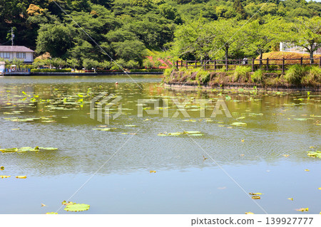 蓮華寺池公園,蓮華寺池,靜岡縣藤枝市,東海地區,花、水、鳥、笑的天堂,蓮花,蓮花池 蓮華寺池公園,蓮華寺池,靜岡縣藤枝市,東海地區,花、水、鳥、笑的天堂,蓮花,蓮花池 139927777
