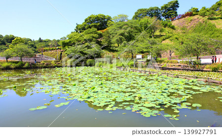 蓮華寺池公園,蓮華寺池,靜岡縣藤枝市,東海地區,花、水、鳥、笑的天堂,蓮花,蓮花池 蓮華寺池公園,蓮華寺池,靜岡縣藤枝市,東海地區,花、水、鳥、笑的天堂,蓮花,蓮花池 139927791
