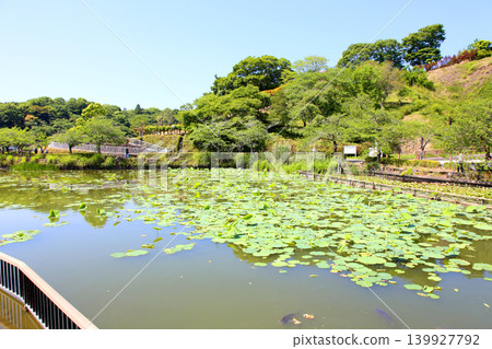 蓮華寺池公園,蓮華寺池,靜岡縣藤枝市,東海地區,花、水、鳥、笑的天堂,蓮花,蓮花池 蓮華寺池公園,蓮華寺池,靜岡縣藤枝市,東海地區,花、水、鳥、笑的天堂,蓮花,蓮花池 139927792