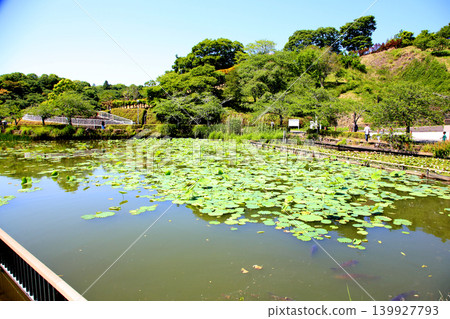 蓮華寺池公園,蓮華寺池,靜岡縣藤枝市,東海地區,花、水、鳥、笑的天堂,蓮花,蓮花池 蓮華寺池公園,蓮華寺池,靜岡縣藤枝市,東海地區,花、水、鳥、笑的天堂,蓮花,蓮花池 139927793