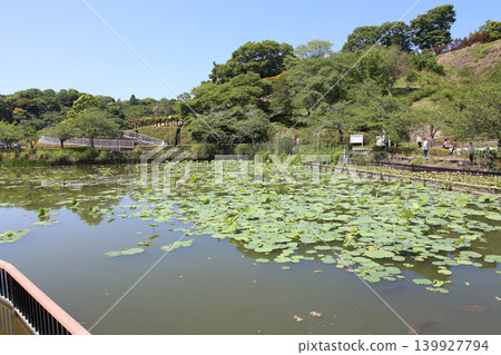 蓮華寺池公園,蓮華寺池,靜岡縣藤枝市,東海地區,花、水、鳥、笑的天堂,蓮花,蓮花池 蓮華寺池公園,蓮華寺池,靜岡縣藤枝市,東海地區,花、水、鳥、笑的天堂,蓮花,蓮花池 139927794