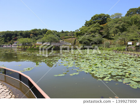 蓮華寺池公園，蓮華寺池，靜岡縣藤枝市，東海地區，花、水、鳥、笑的天堂，蓮花，蓮花池 139927800