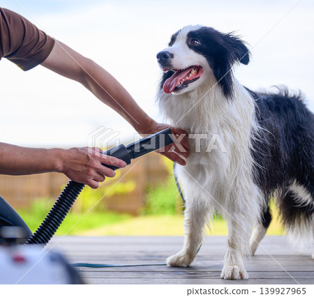 Dry the dog's fur Dry the dog's fur 139927965