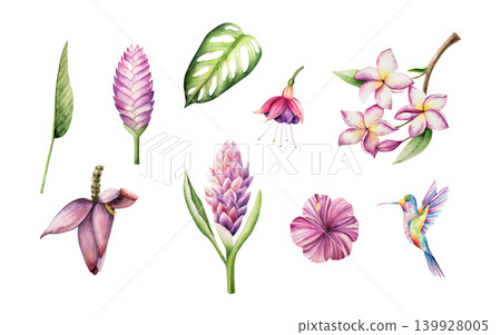 Tropical set, Hummingbird, blooming frangipani, Tillandsia, curcuma, fuchsia, banana flowers on on a branch. Watercolor hand drawn monstera leaf plumeria, Ginger plant. Isolated botanical illustration Tropical set, Hummingbird, blooming frangipani, Tillandsia, curcuma, fuchsia, banana flowers on on a branch. Watercolor hand drawn monstera leaf plumeria, Ginger plant. Isolated botanical illustration 139928005