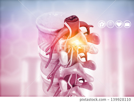 Human vertebrae anatomy Human vertebrae anatomy 139928110