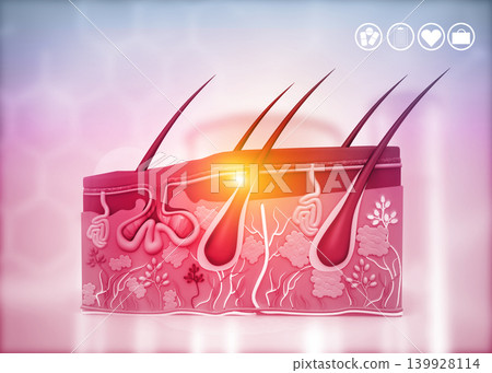 Anatomy of human skin and hair Anatomy of human skin and hair 139928114