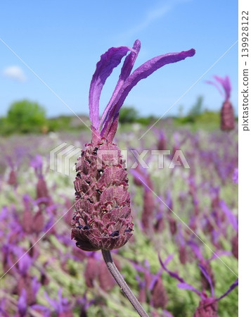 Lavender stoecas flowers Lavender stoecas flowers 139928122