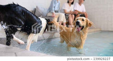 Dogs and people playing in the water 139928227