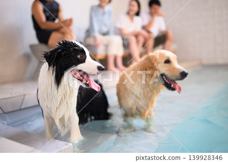 Dogs and people enjoying playing in the water Dogs and people enjoying playing in the water 139928346