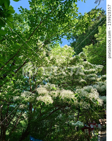 什麼是monjan白花 什麼是monjan白花 139928357