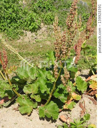 Rhubarb fruit Rhubarb fruit 139928391