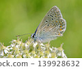 Common blue butterfly 139928632