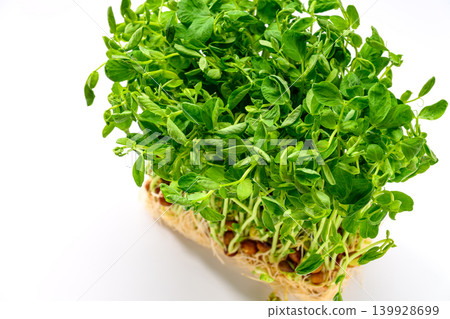 生根的家豌豆苗 生根的家豌豆苗 139928699