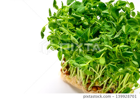 生根的家豌豆苗 生根的家豌豆苗 139928701