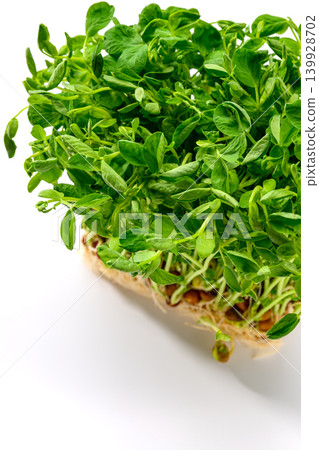生根的家豌豆苗 生根的家豌豆苗 139928702