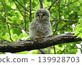Owl's chick 139928703