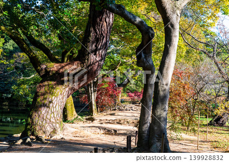 [Special Place of Scenic Beauty] Ritsurin Garden: Late Autumn Scenery, the Atmosphere of Lake Saiko, Takamatsu City, Kagawa Prefecture 139928832