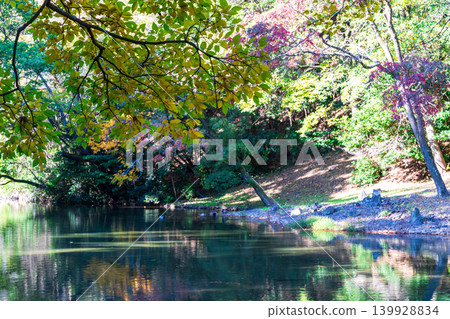 [Special Place of Scenic Beauty] Ritsurin Garden: Late Autumn Scenery, the Atmosphere of Lake Saiko, Takamatsu City, Kagawa Prefecture 139928834